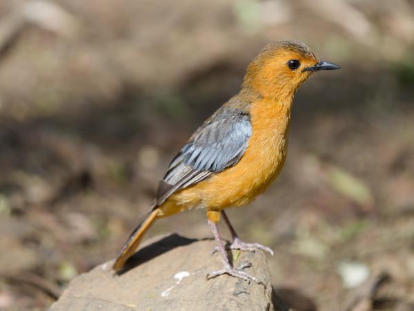 Roodkoplawaaimaker (Cossypha natalensis)
